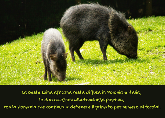 peste suina in EU paesi dove presente.png